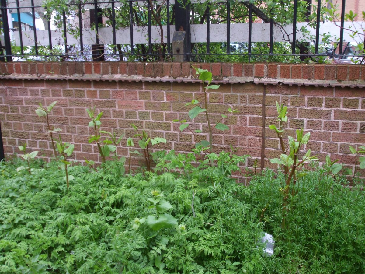 Offering Treatment of Japanese Knotweed